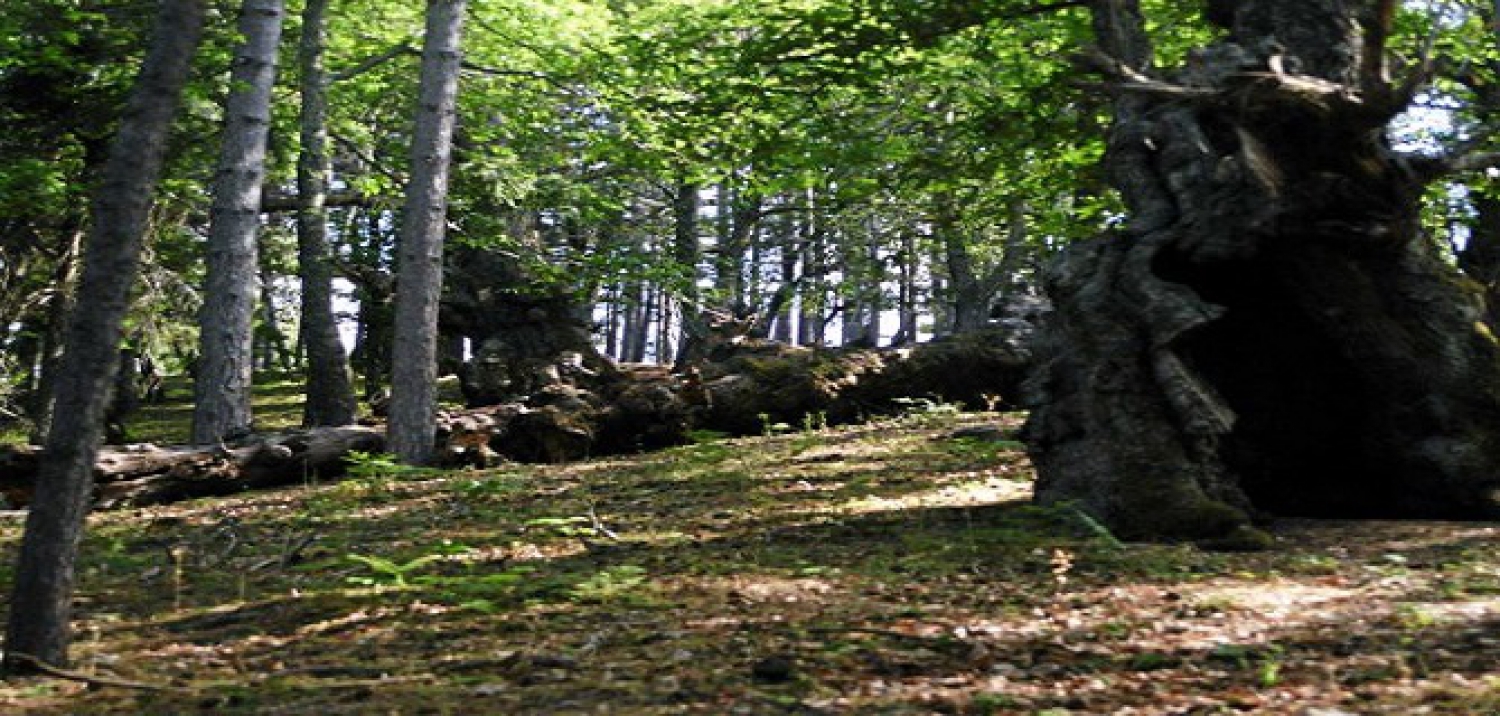 I Giganti del Cozzo del Pesco